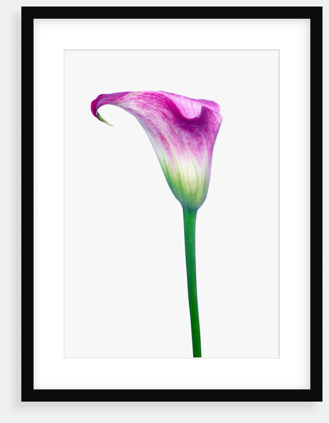 Calla Lily by Anonymous