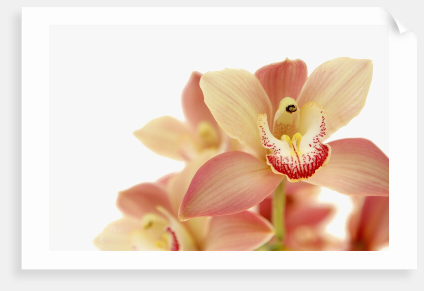 Salmon-Pink Orchid Blossoms by Anonymous