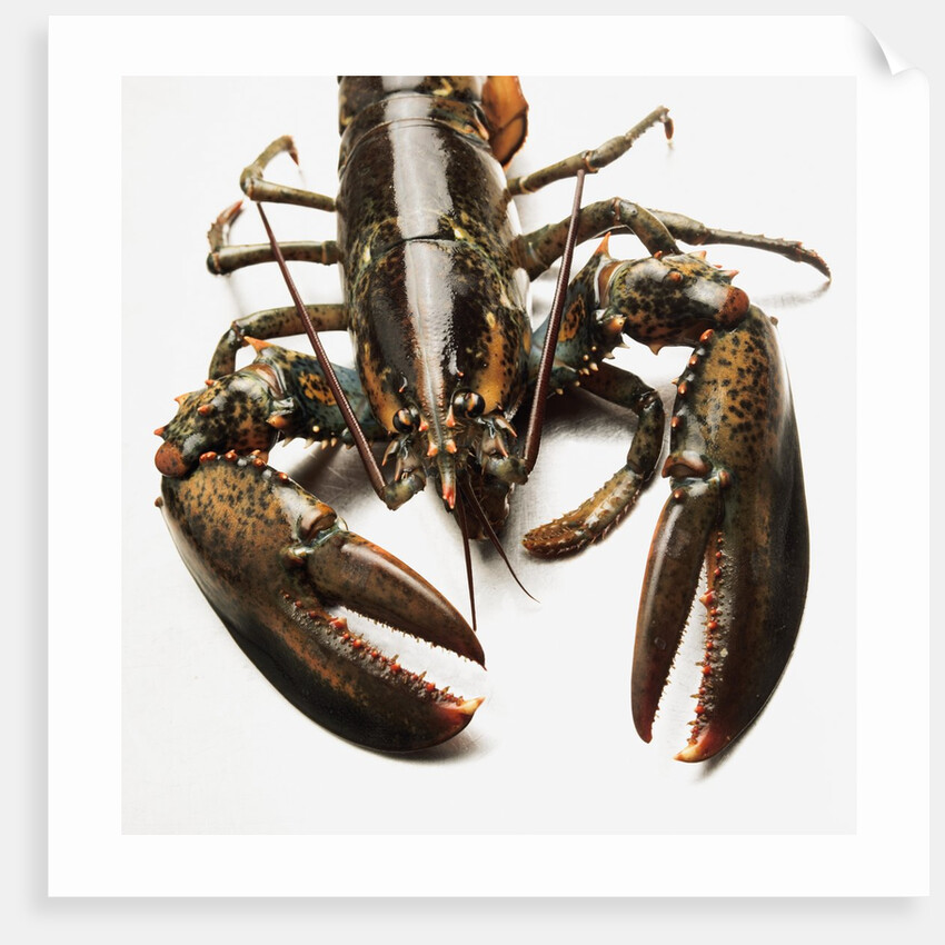 Lobster by Anonymous