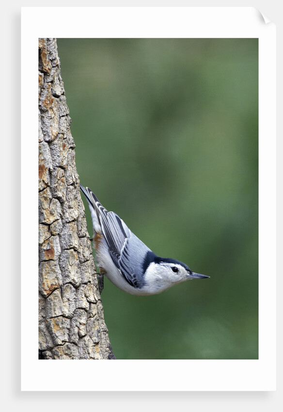 White-Breasted Nuthatch Perching on Tree Trunk by Anonymous