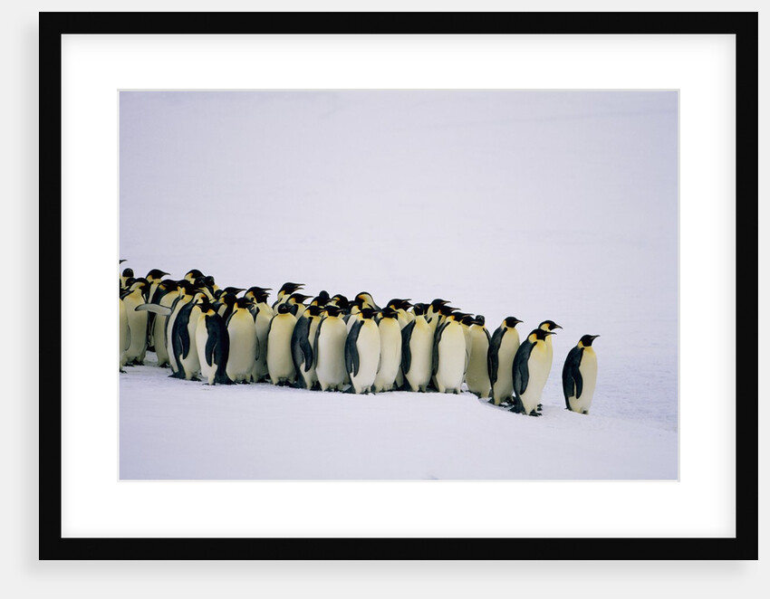 Emperor pinguins standing in a row, side view by Anonymous