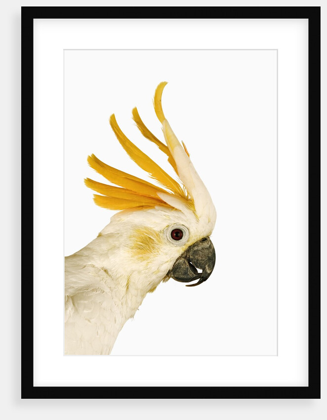 Cockatiel by Anonymous