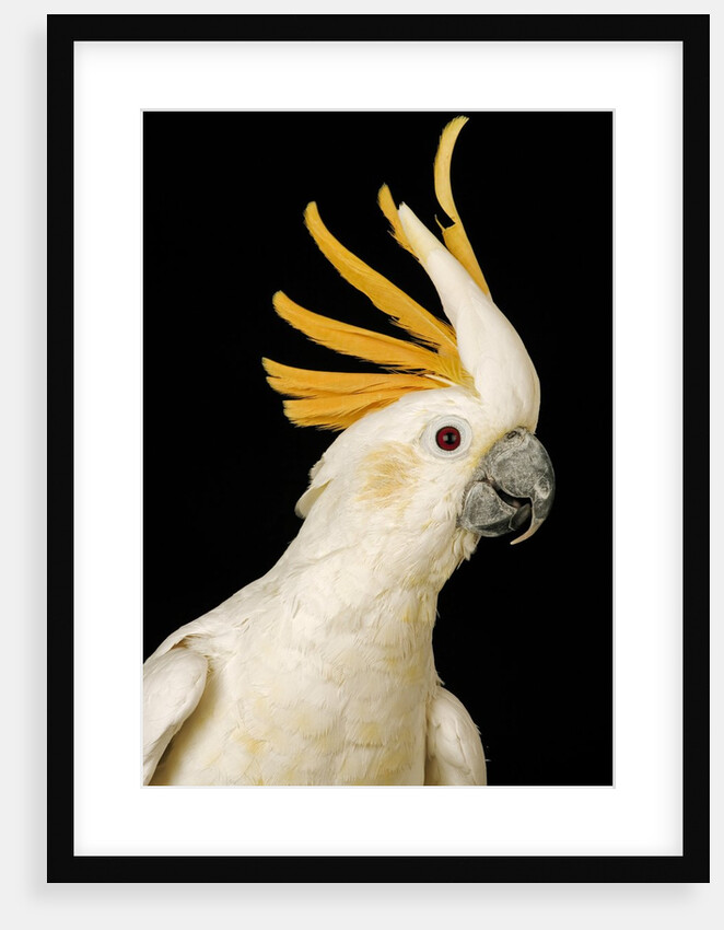 Cockatiel by Anonymous