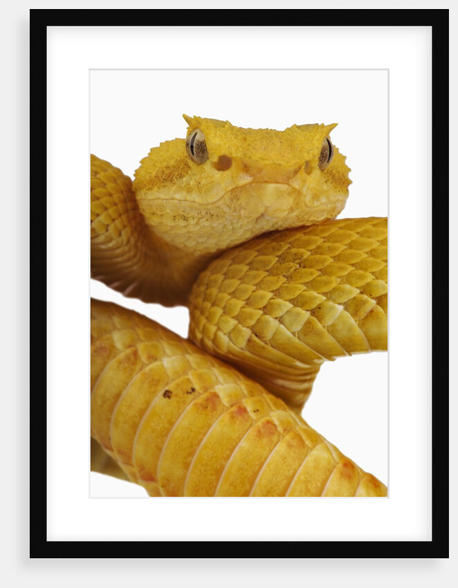 Eyelash Viper by Anonymous