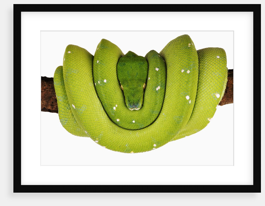 Green Tree Python by Anonymous