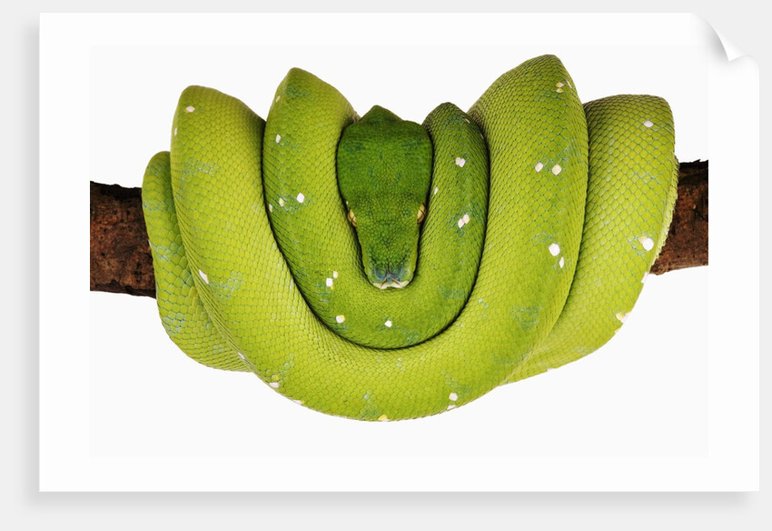 Green Tree Python by Anonymous