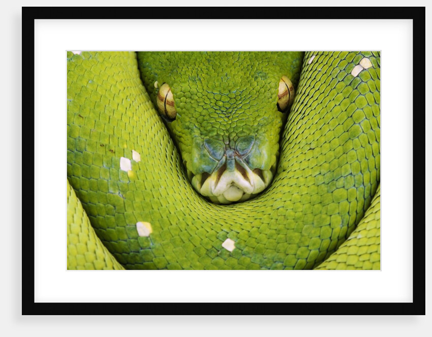Green Tree Python by Anonymous