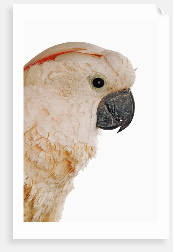 Cockatiel by Anonymous