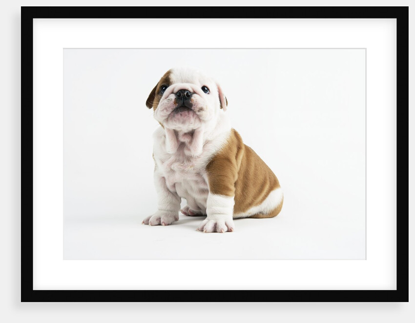 Bulldog Puppy by Anonymous