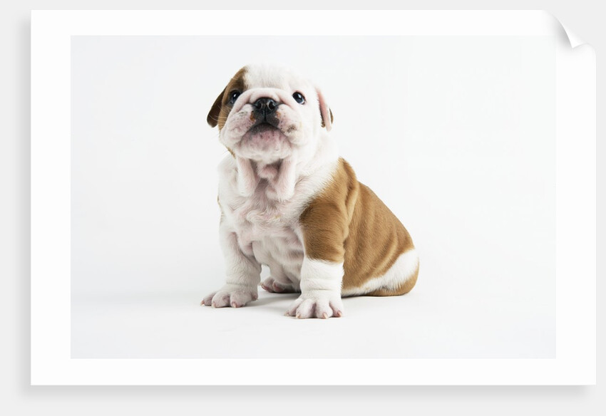 Bulldog Puppy by Anonymous