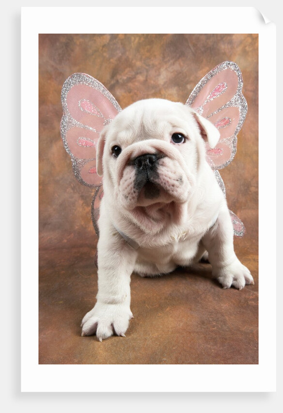 Bulldog Puppy Wearing Angel Wings by Anonymous