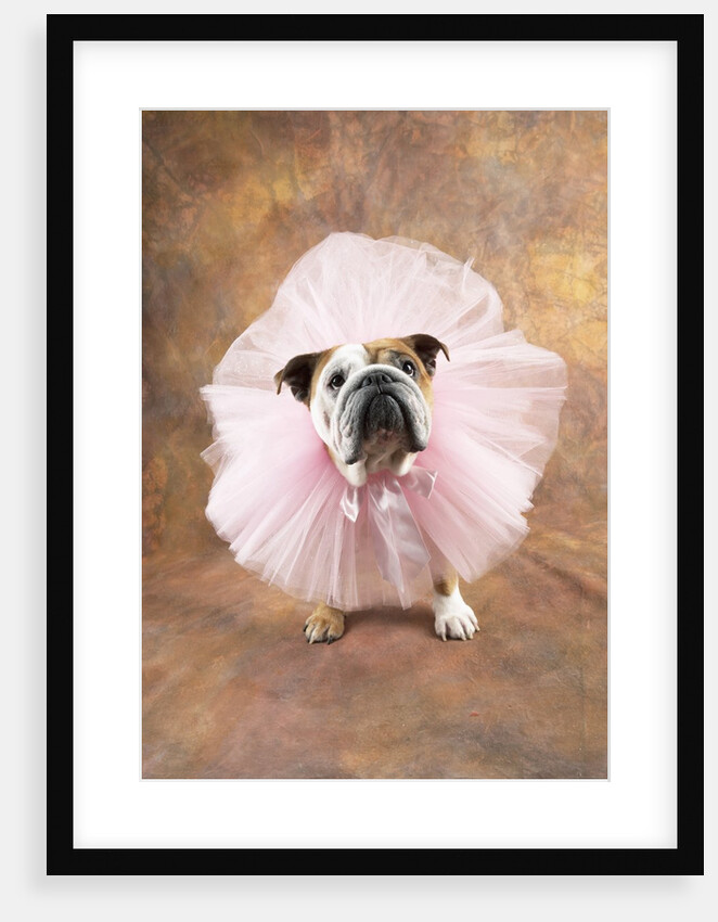 Bulldog Wearing Tutu by Corbis