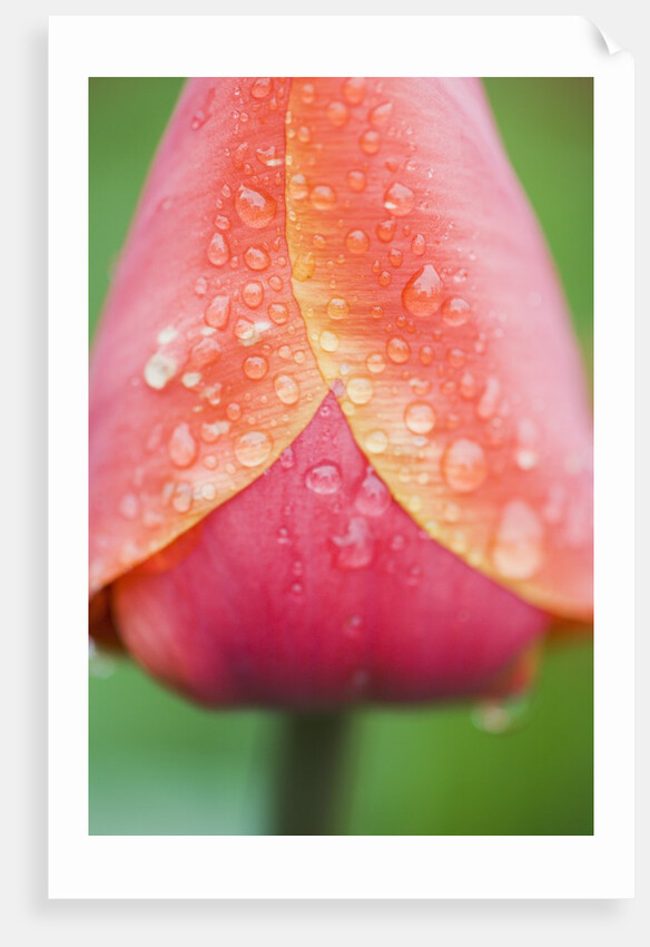 Tulip with Rain Drops by Anonymous