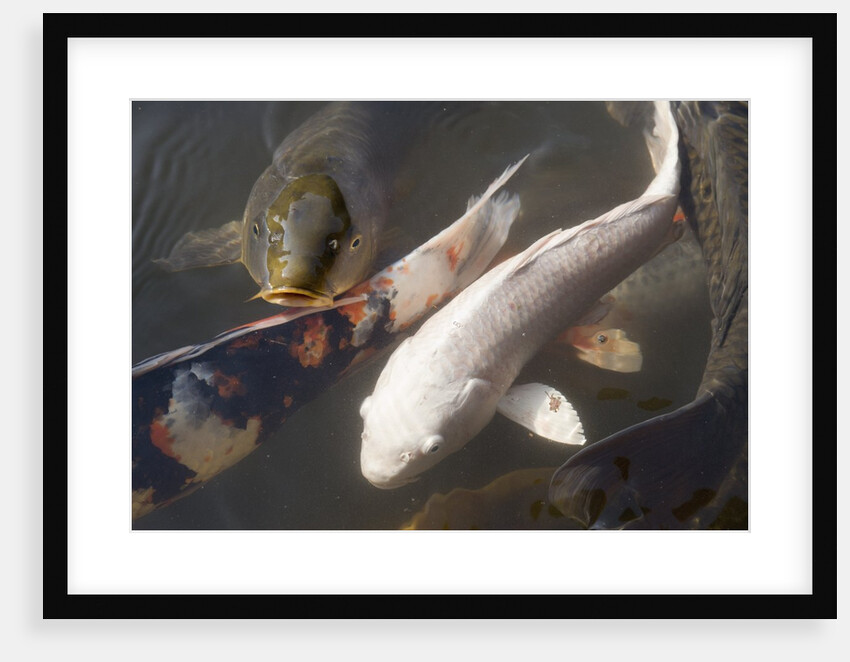 Kois in Pond by Anonymous