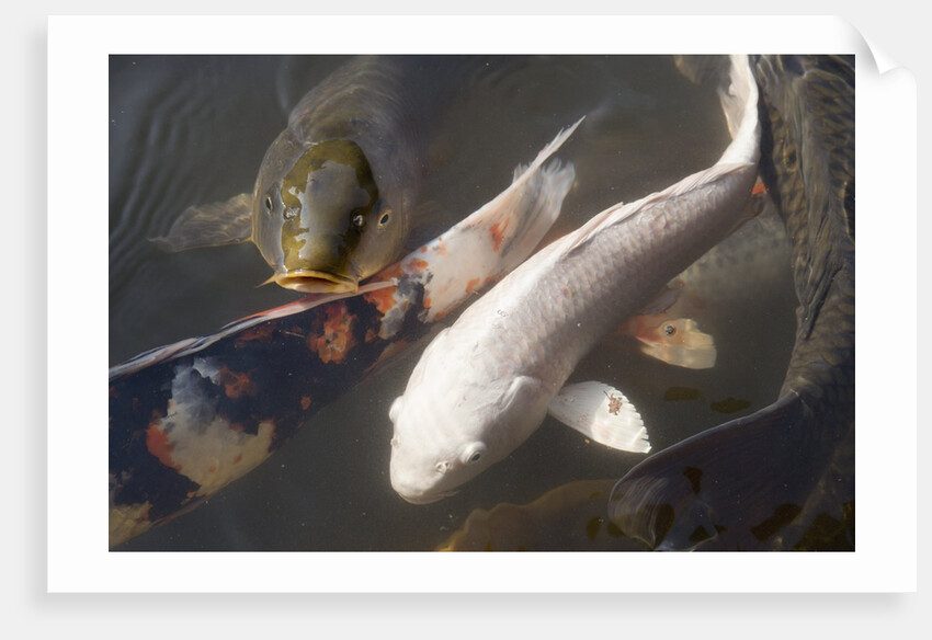 Kois in Pond by Anonymous