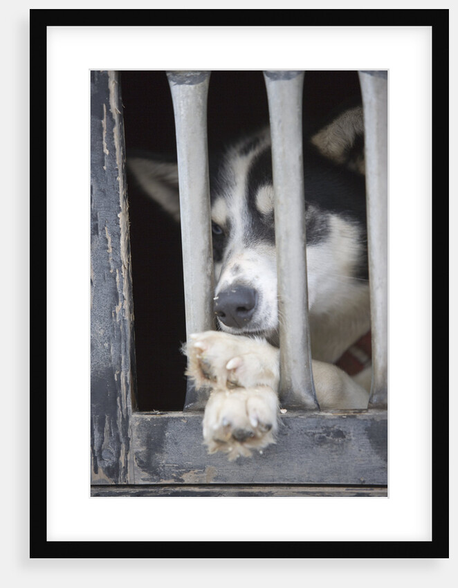 Sled Dog Resting in Kennel Before 2005 Iditarod Race by Anonymous