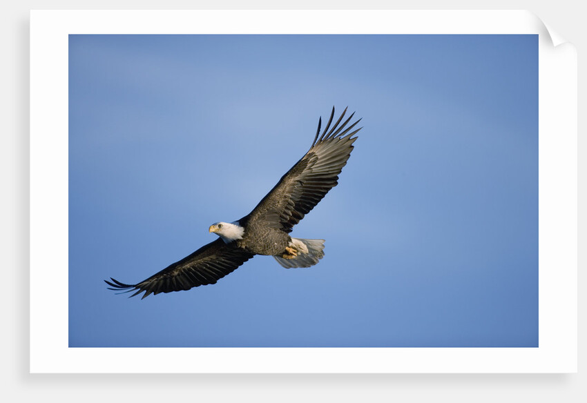 Bald Eagle in Flight by Anonymous