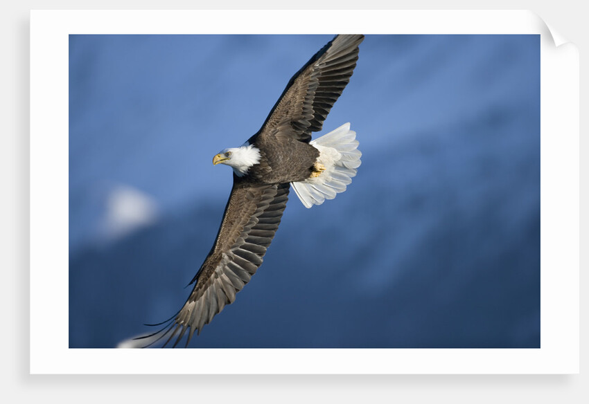 American Bald Eagle in Flight by Anonymous