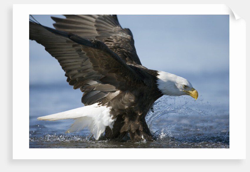 American Bald Eagle Fishing by Anonymous