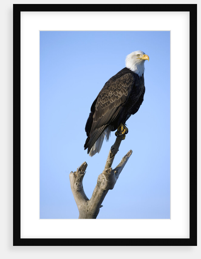 Bald Eagle Perched on Branch by Anonymous