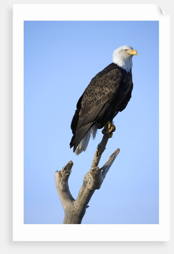 Bald Eagle Perched on Branch by Anonymous