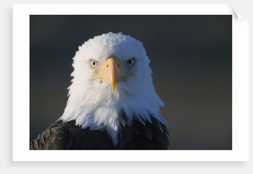 Bald Eagle by Anonymous