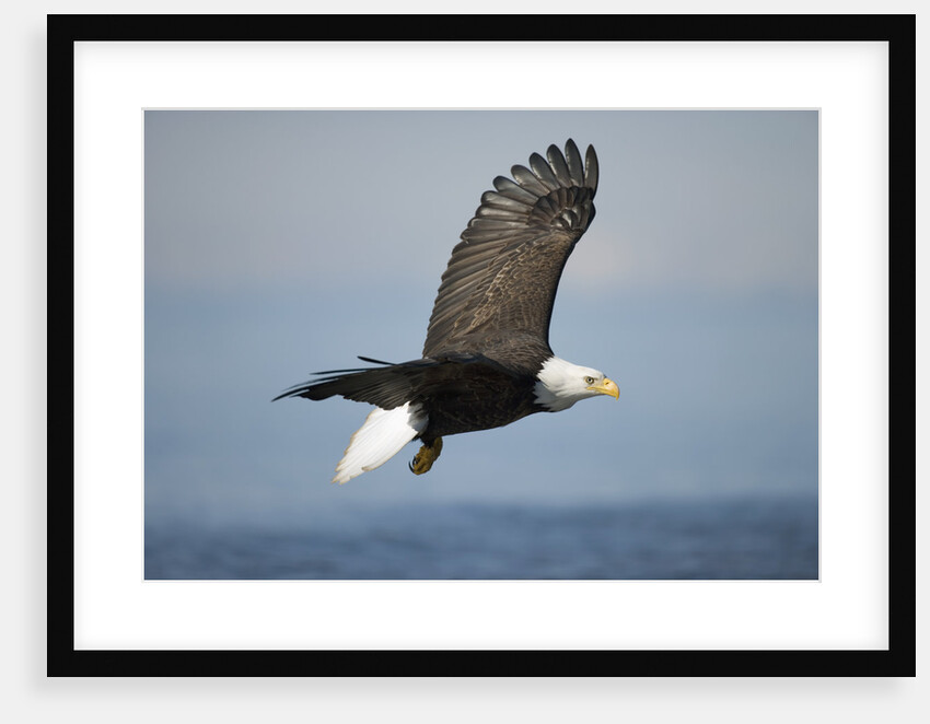 Bald Eagle in Flight by Anonymous