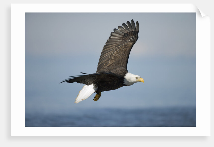 Bald Eagle in Flight by Anonymous