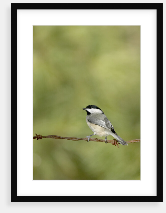 Carolina Chickadee on Barbed Wire by Anonymous