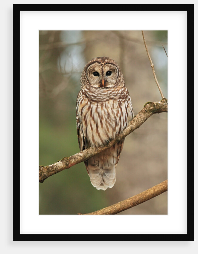 Barred Owl on Tree Branch by Anonymous