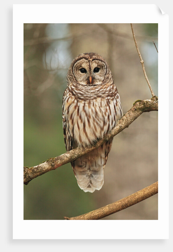 Barred Owl on Tree Branch by Anonymous