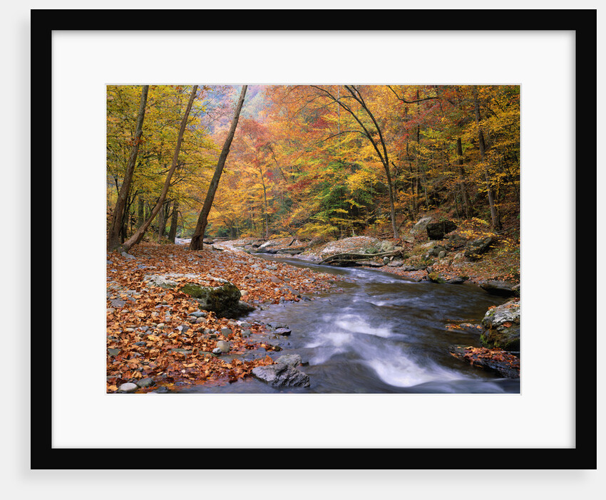 Autumn Color Along River by Anonymous