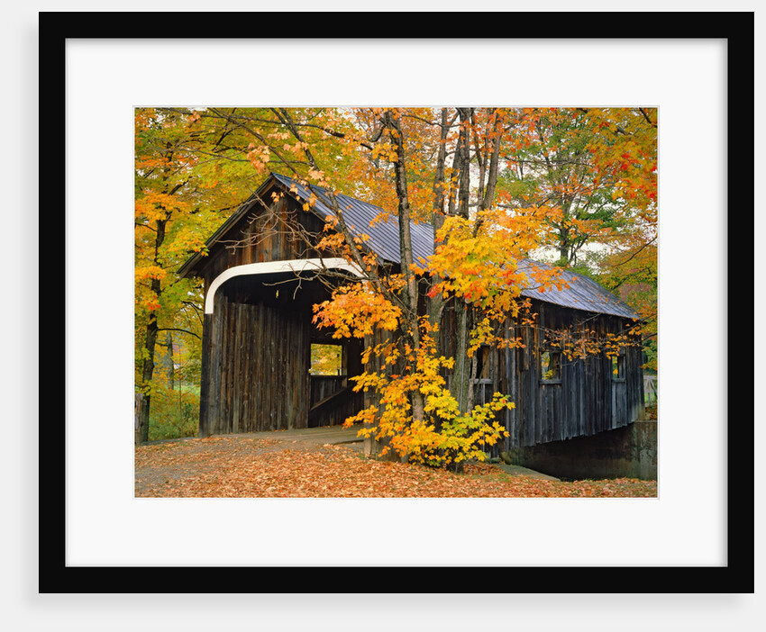 Covered Bridge and Maple Trees by Anonymous