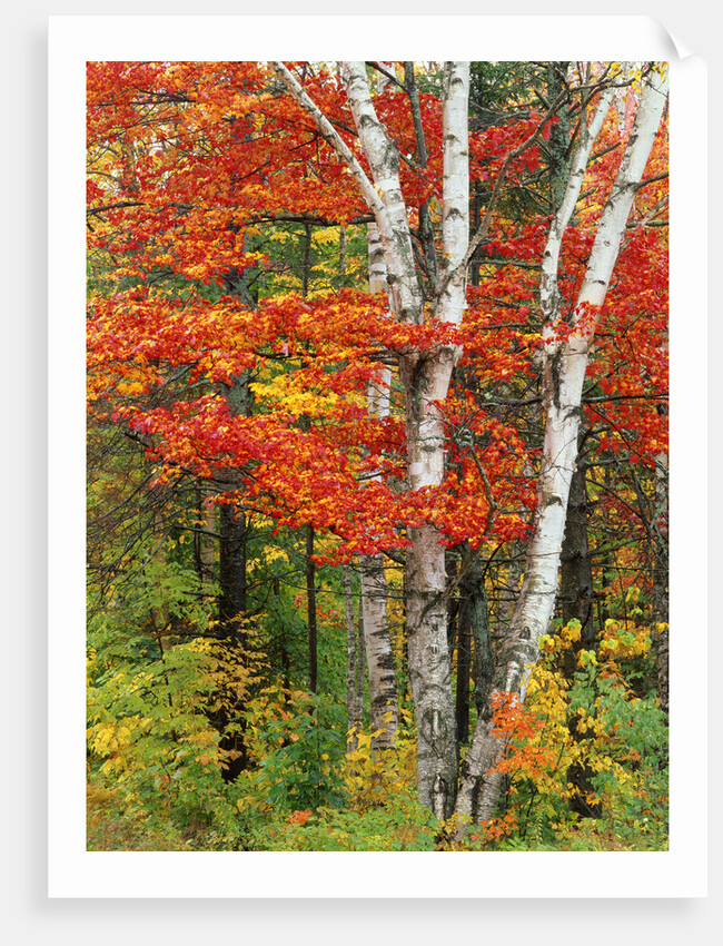 Red Maple and Birch Trees by Anonymous