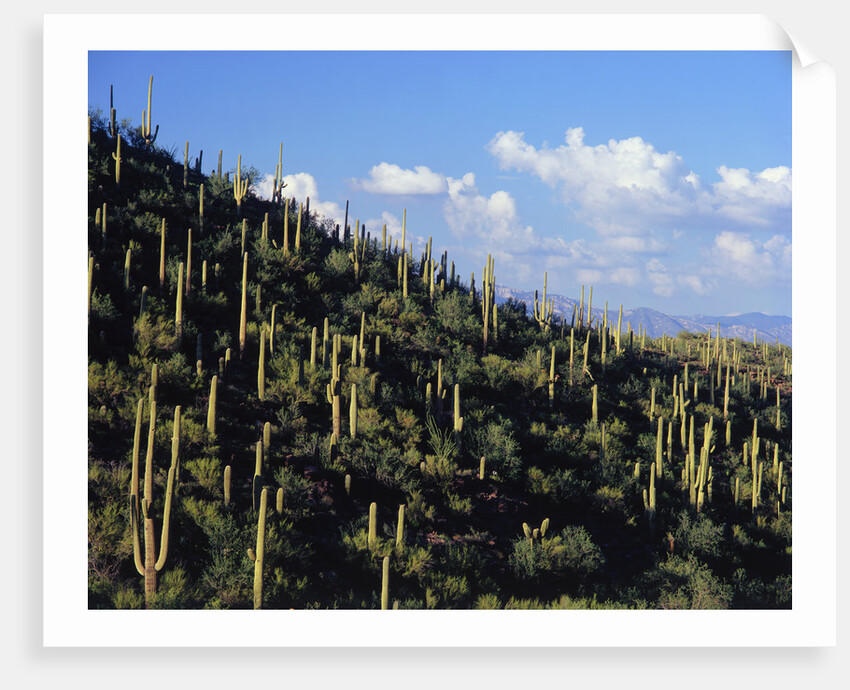 Saguaro Cactus on Hillside by Anonymous