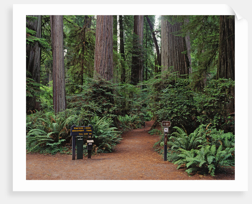 Trailhead into Redwood Forest by Anonymous