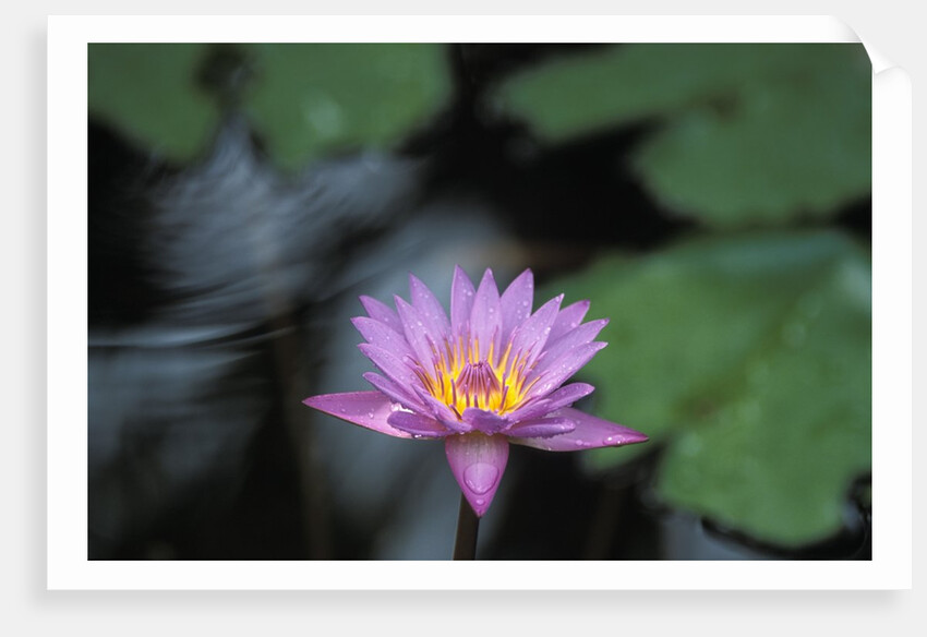 Lotus Flower by Anonymous