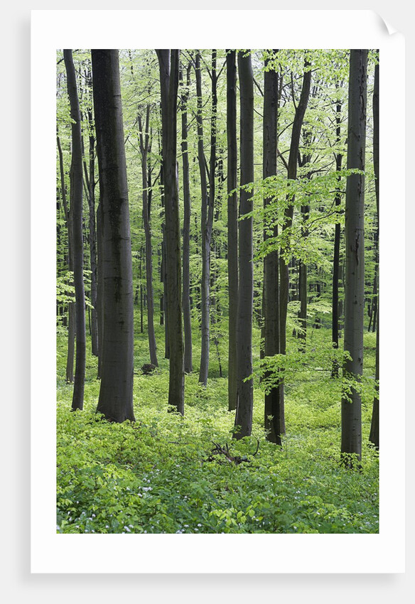 Trees in Forest by Anonymous