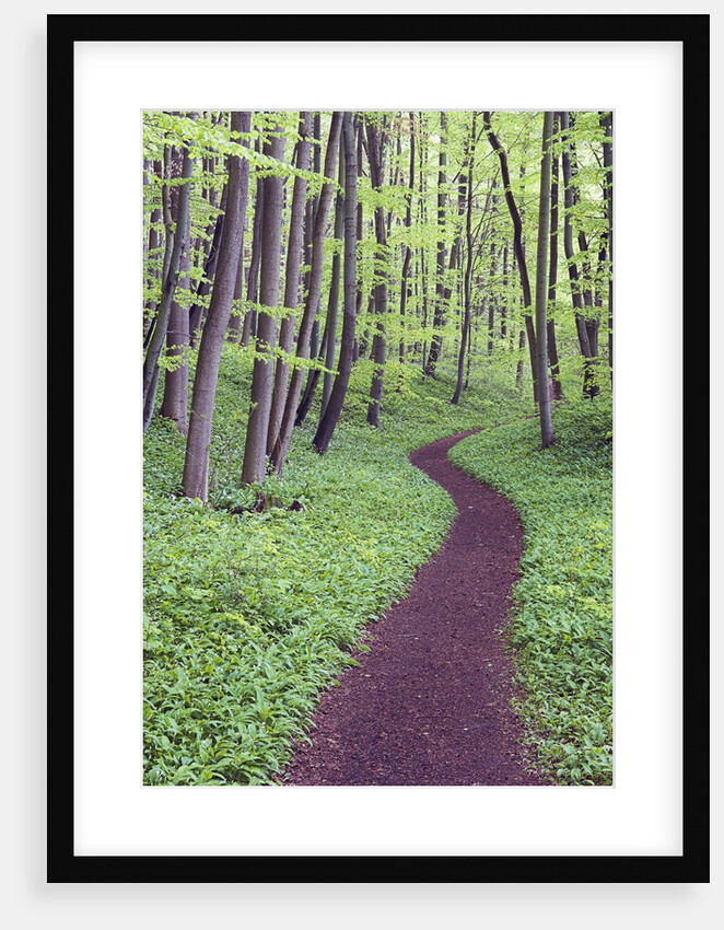 Trail Through Trees in Forest by Anonymous