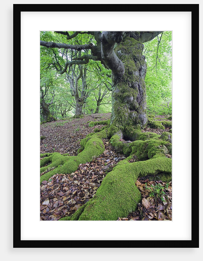 Old Tree With Surface Roots in Forest by Anonymous