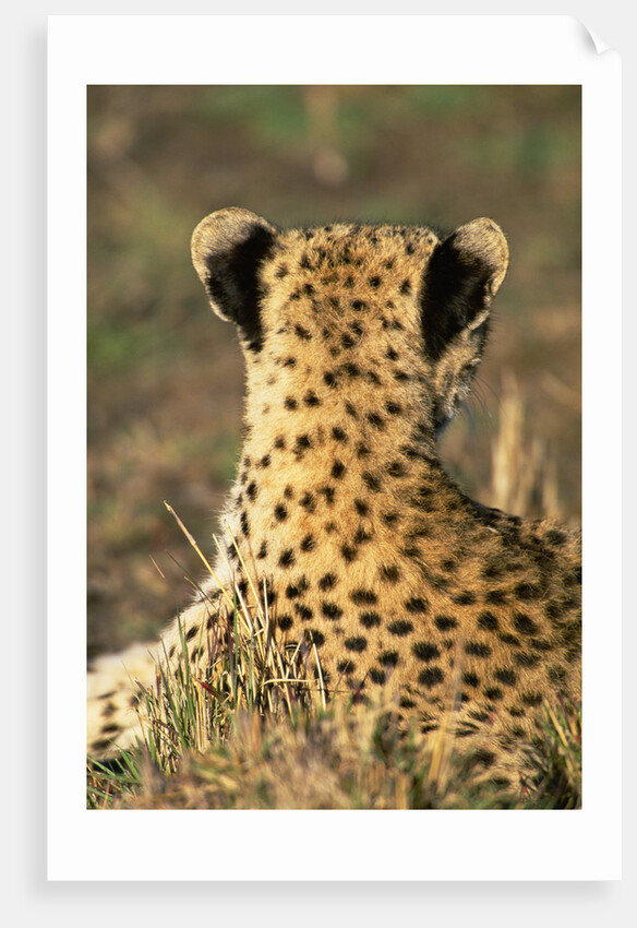 Cheetah Cub by Anonymous