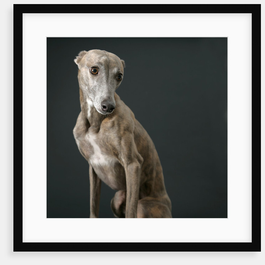 Whippet by Anonymous