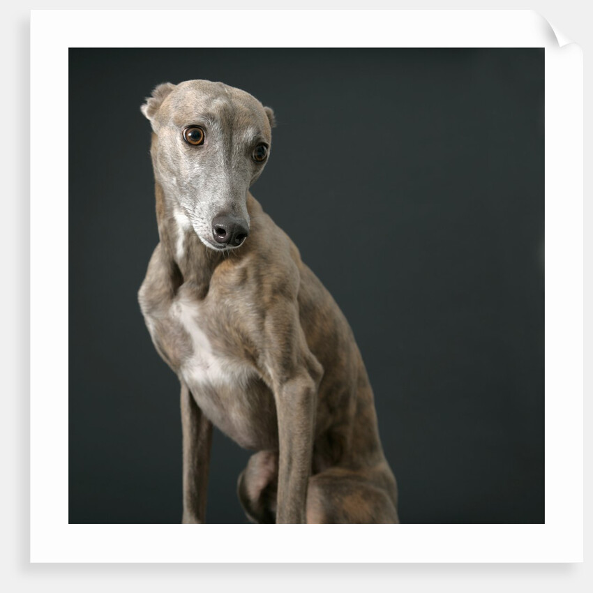 Whippet by Anonymous