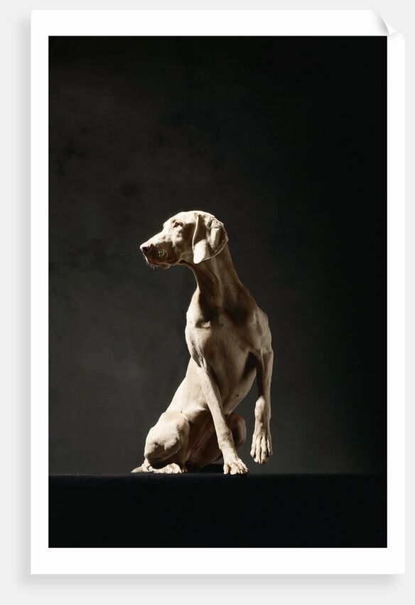 Alert Weimaraner by Anonymous