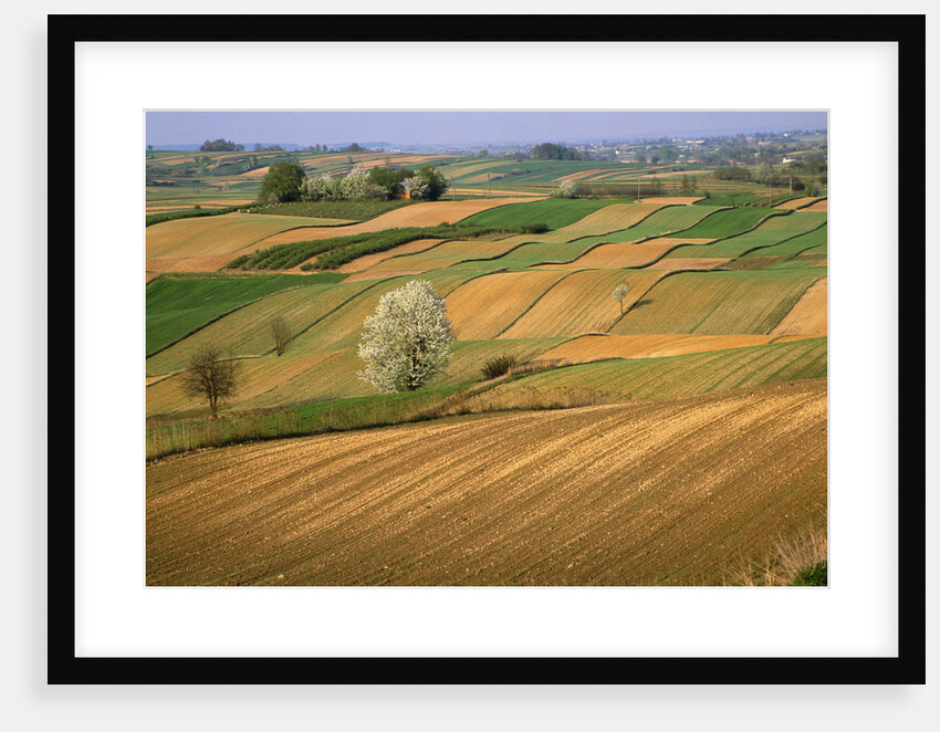 Agricultural Fields on Farm by Anonymous