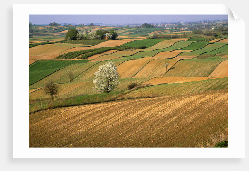 Agricultural Fields on Farm by Anonymous