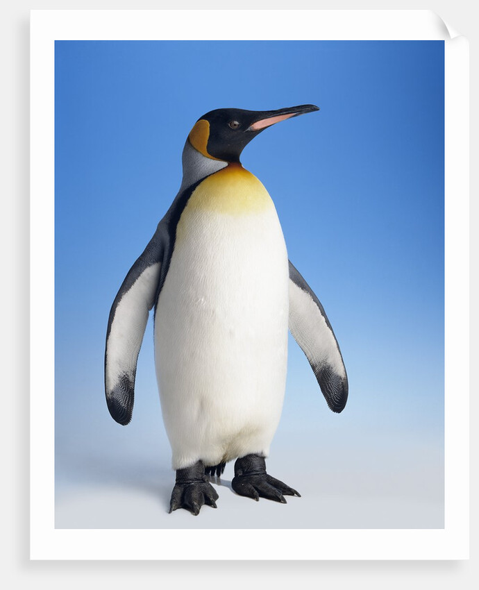 King Penguin by Anonymous