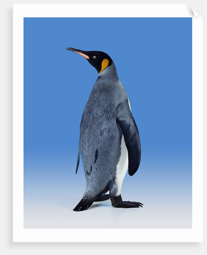 King Penguin by Anonymous