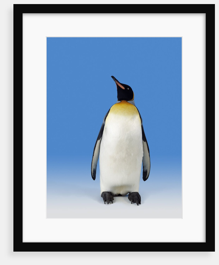 King Penguin by Anonymous