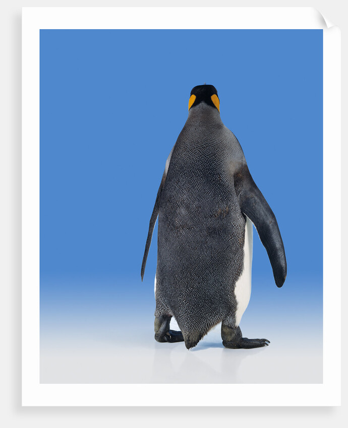 King Penguin by Anonymous